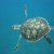 Animales Marinos &raquo; Tortugas marinas